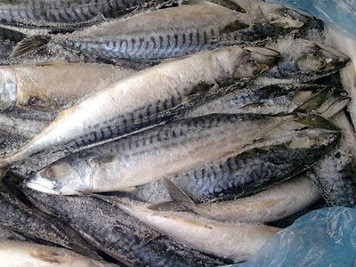營養的冬季減肥魚料理推薦