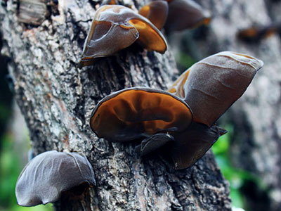 秋季減肥食譜讓你防秋膘