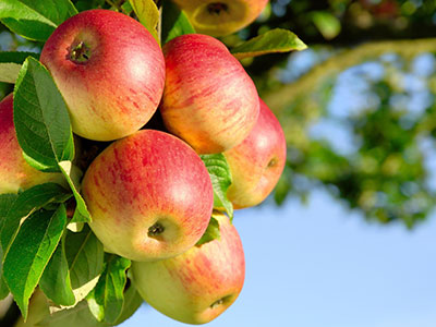 蘋果減肥法的注意事項