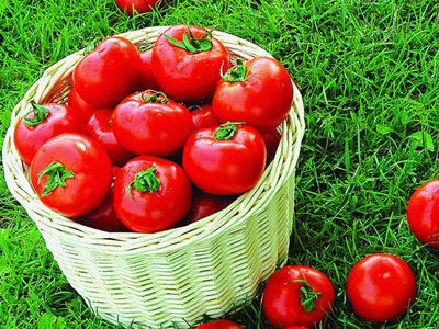 西紅柿減肥竟然一周瘦十二斤！瘦身還不用餓肚子！