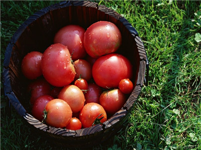 番茄熱量低 常吃減肥