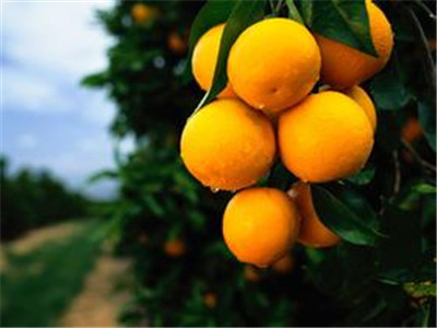 冬季減肥 橙子是個“好幫手”
