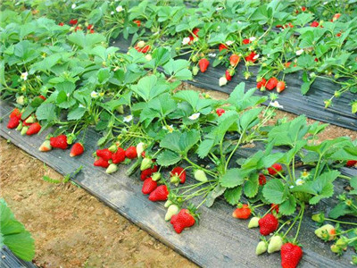 吃草莓能減肥嗎 推薦3款草莓減肥食譜