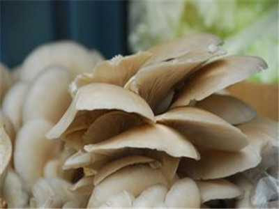 美味蘑菇瘦身食譜