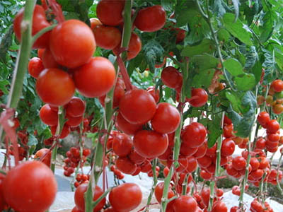 西紅柿減肥法 每周甩掉3斤肉的方法