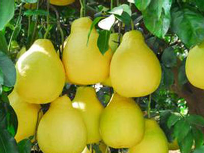 柚子減肥法，瘦的美麗