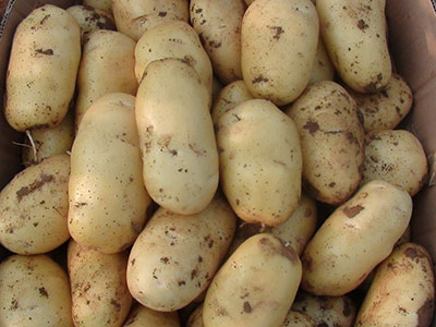 吃蘿卜土豆為什麼可減肥