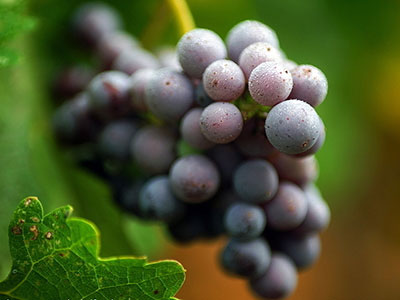 吃葡萄好處多 吃葡萄能減肥嗎