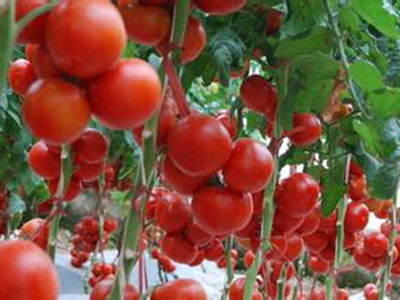 秋季的美味番茄瘦身食譜