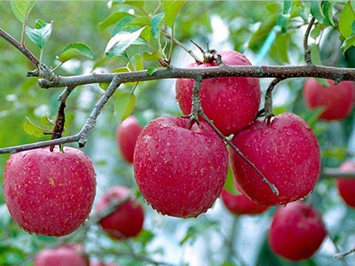 天天吃蘋果能減肥嗎 巧吃蘋果3天速減6斤