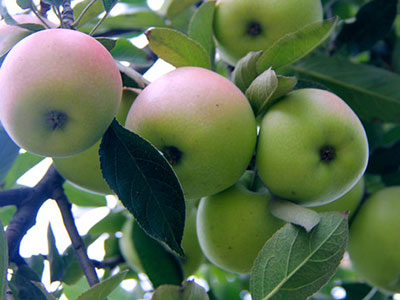 蘋果減肥有效嗎