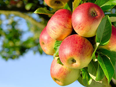 蘋果減肥法有效嗎？怎樣運用蘋果減肥法