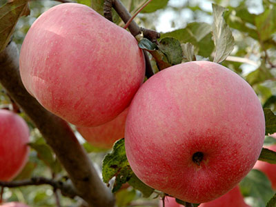 七個危險的吃蘋果減肥法 不看吃大虧