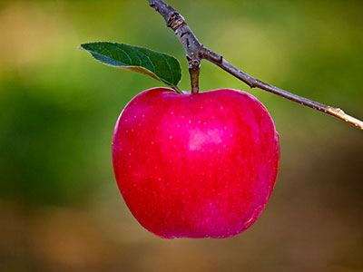蘋果減肥 怎麼吃美味又瘦身