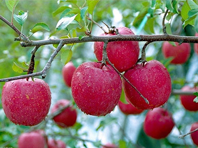 蘋果減肥的正確方法，短期速瘦15斤