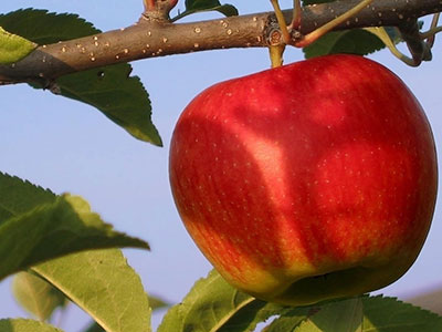 蘋果能夠減肥的五大理由