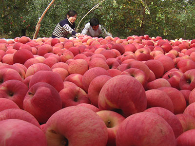 如何用蘋果來減肥？