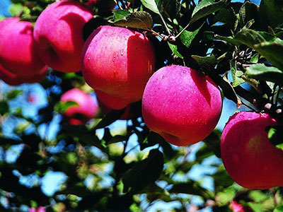 蘋果怎樣吃減肥好？帶皮吃更有效
