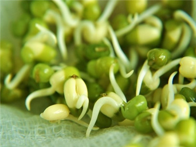 綠豆芽能減肥嗎？
