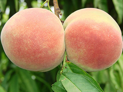 養生常識：桃子補益氣血吃法健康才最有營養