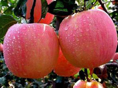 營養常識：揭開蘋果鮮為人知的秘密