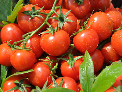 西紅柿可以減肥嗎 怎樣吃比較好