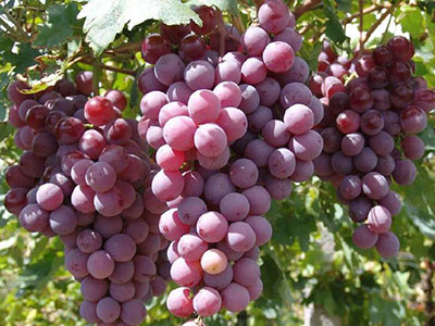 葡萄減肥嗎？入秋吃葡萄好處多