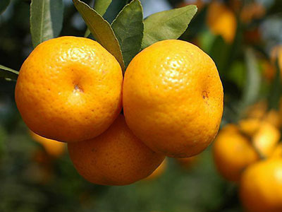 柑橘皮和籽中的成分能減肥降血糖