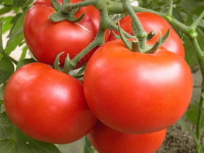 西紅柿減肥養顏 營養我做主