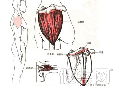 男性怎麼練三角肌？