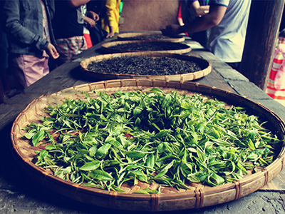 普洱茶的功效與作用 普洱茶喝多久才能減肥