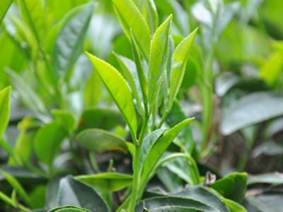 天然綠色調節劑 自己制作減肥茶